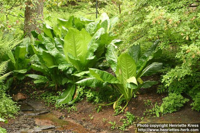 Photo: Lysichiton americanus 10.