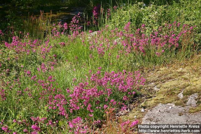 Photo: Lychnis viscaria 2.