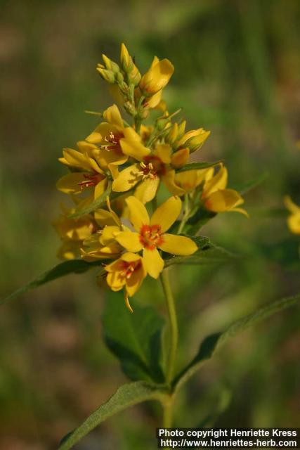 Photo: Lysimachia vulgaris 13.