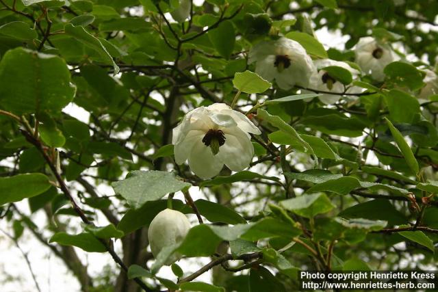 Photo: Magnolia wilsonii 1.