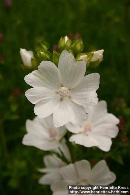 Photo: Malva moschata 7.