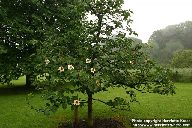 Photo: Magnolia x wieseneri 2.