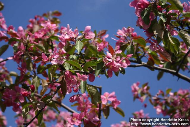 Photo: Malus pumila 21.