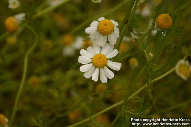 Photo: Matricaria recutita 6.