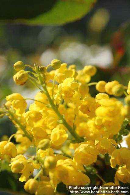 Photo: Mahonia aquifolium 17.