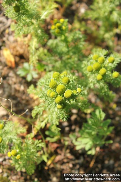 Photo: Matricaria matricarioides 09.