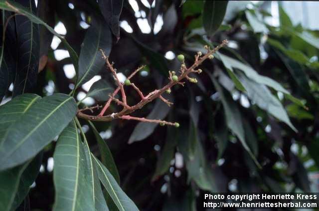 Photo: Mangifera indica 3.