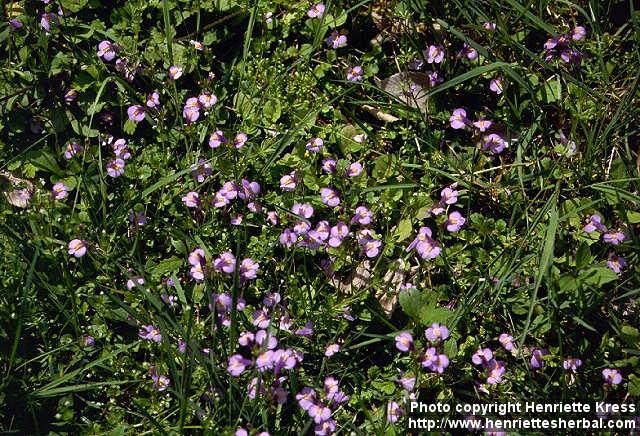 Photo: Mazus pumilus 1.