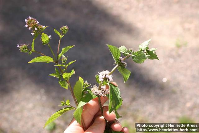 Photo: Mentha canadensis 4.