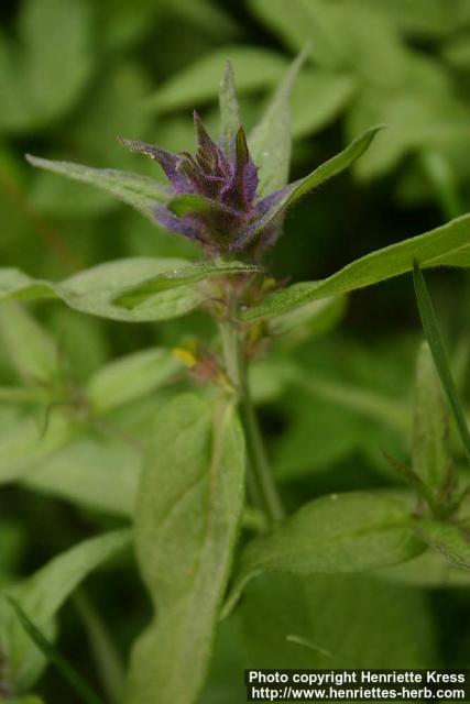 Photo: Melampyrum nemorosum 4.