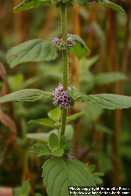 Photo: Mentha arvensis 10.