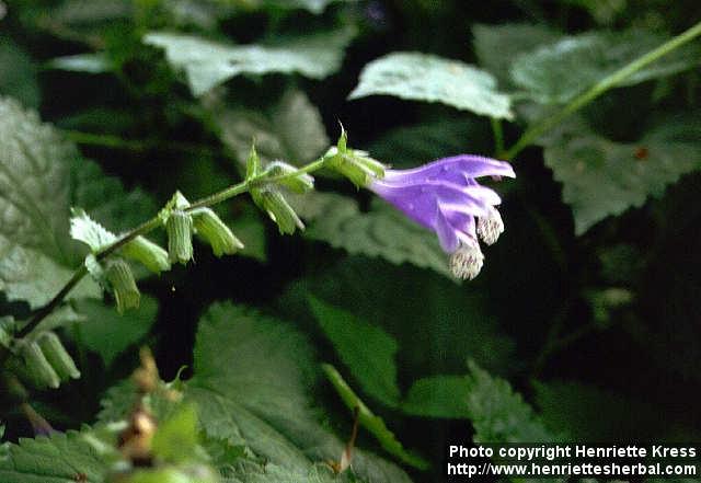 Photo: Meehania urticifolia 2.