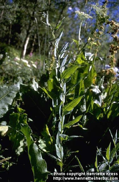 Photo: Mertensia ciliata 1.