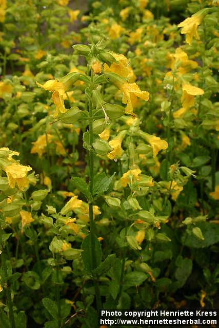 Photo: Mimulus guttatus 3.