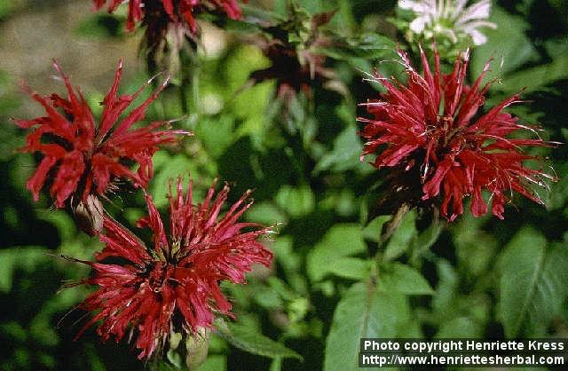 Photo: Monarda didyma 4.