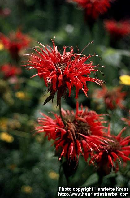 Photo: Monarda didyma 7.