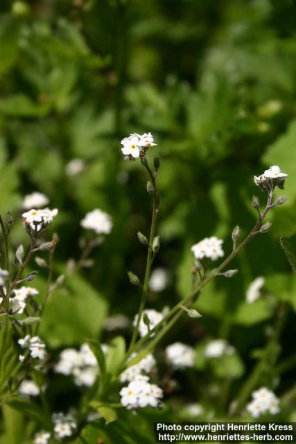 Photo: Myosotis arvensis 3.