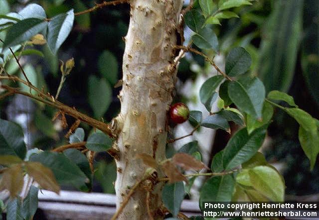 Photo: Myrciaria cauliflora.