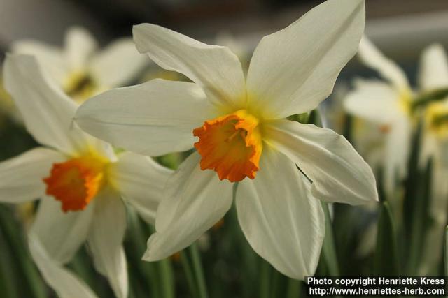 Photo: Narcissus 10.