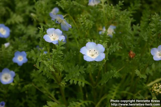 Photo: Nemophila menziesii 3.