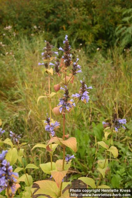 Photo: Nepeta subsessilis 5.