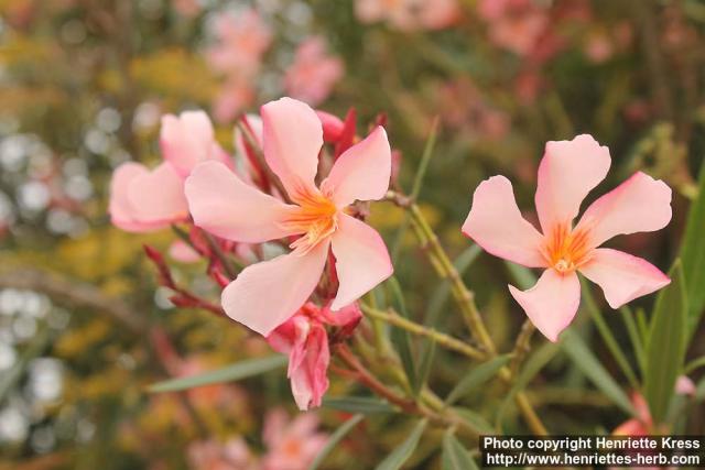 Photo: Nerium oleander 3.