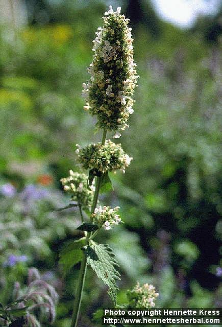 Photo: Nepeta cataria.