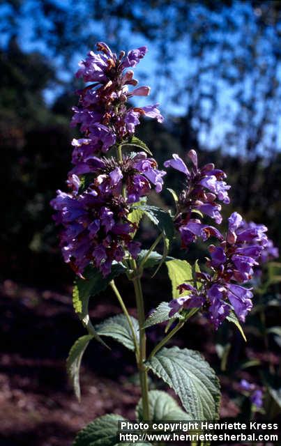 Photo: Nepeta subsessilis 1.