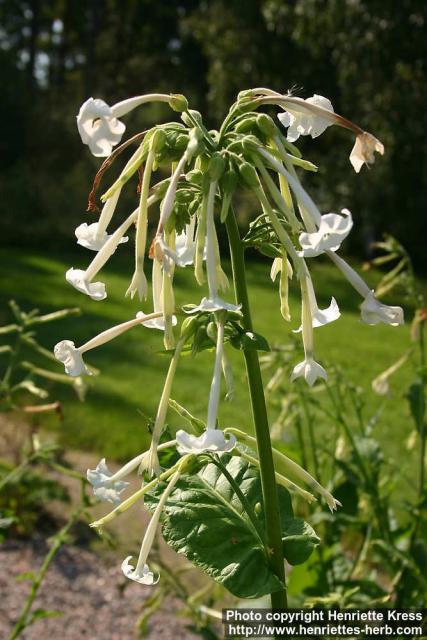 Photo: Nicotiana sylvestris 4.