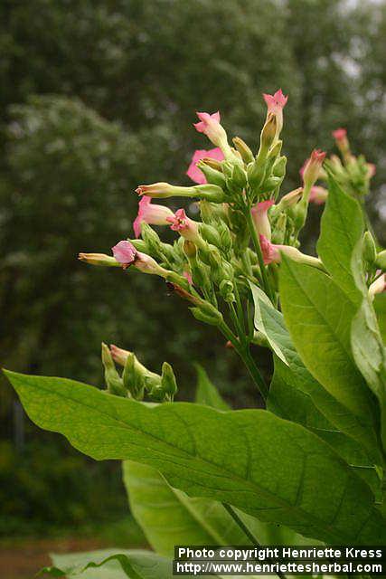 Photo: Nicotiana tabacum 5.