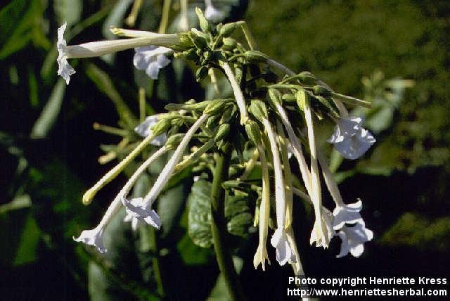 Photo: Nicotiana sylvestris 1.