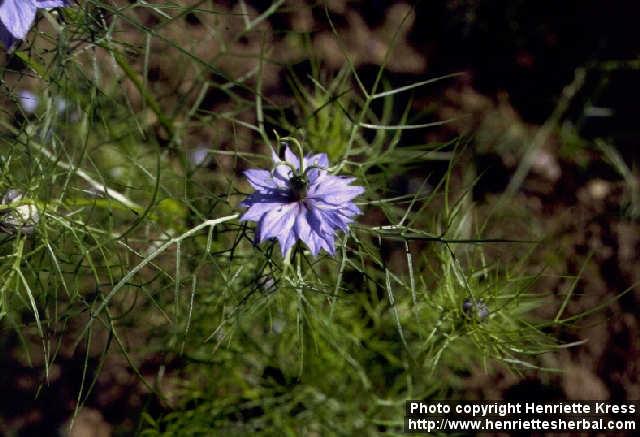 Photo: Nigella damascena 1.