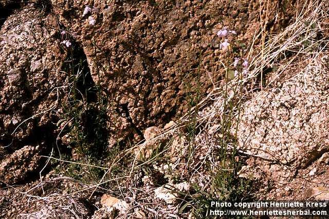 Photo: Nuttallanthus texanus.