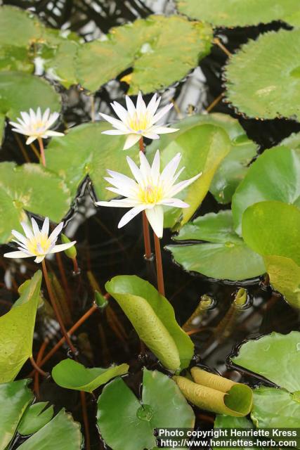 Photo: Nymphaea daubeniana 0.