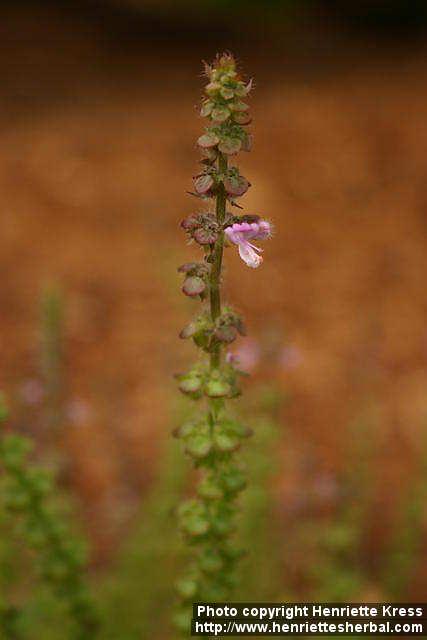 Photo: Ocimum americanum.