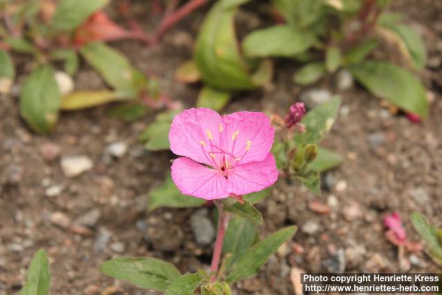 Photo: Oenothera kunthiana 1.