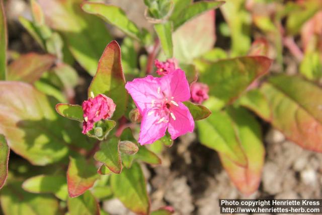 Photo: Oenothera kunthiana 4.