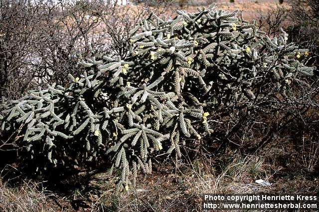 Photo: Opuntia spinosior 1.