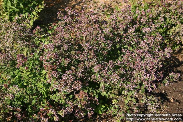 Photo: Origanum vulgare 4.