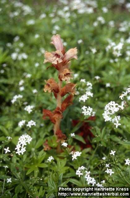 Photo: Orobanche caryophyllacea 1.