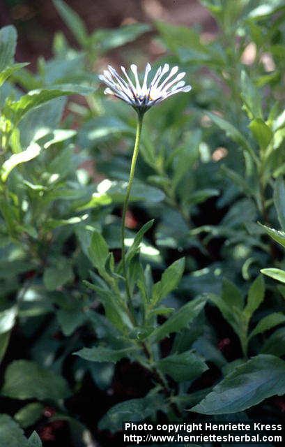 Photo: Osteospermum 1.