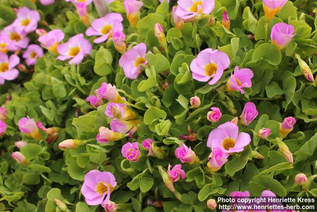 Photo: Oxalis depressa 3.