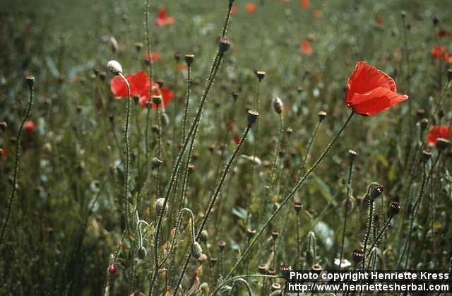 Photo: Papaver rhoeas 1.