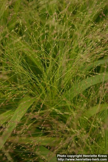 Photo: Panicum capillare 2.