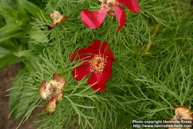 Photo: Paeonia tenuifolia 1.