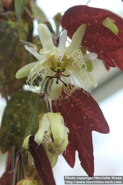 Photo: Passiflora telesiphe 0.