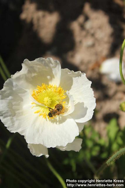 Photo: Papaver amurense 10.