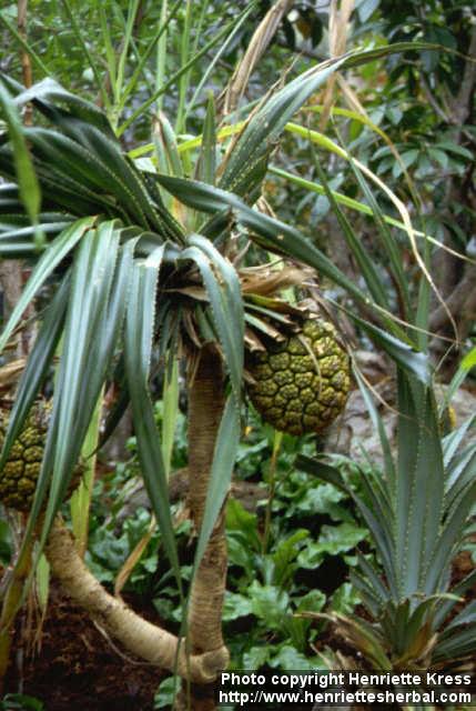 Photo: Pandanus tectorius.