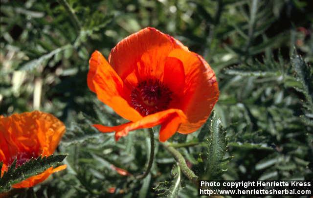 Photo: Papaver pseudo orientale 6.