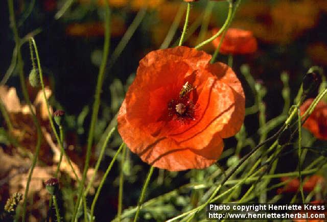 Photo: Papaver rhoeas 2.